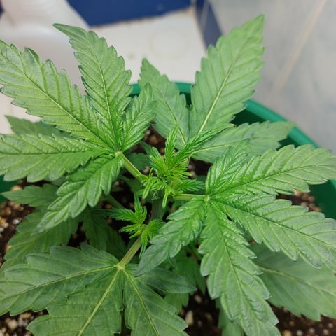 Victoria growlog photo: Brotes por todas partes. Pero no ha crecido más en altura.