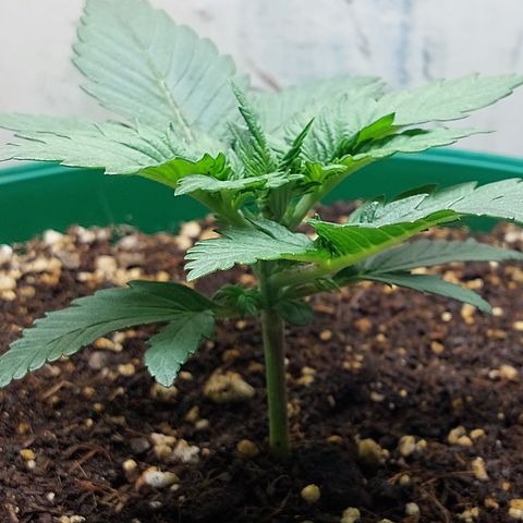 Sasha growlog photo: Ahy va la niña. Formó mejor tallo, pero yo aún la veo pequeña.