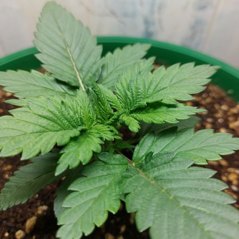 Sasha growlog photo: Ahy va la niña. Formó mejor tallo, pero yo aún la veo pequeña.