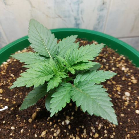 Sasha growlog photo: Ahy va la niña. Formó mejor tallo, pero yo aún la veo pequeña.