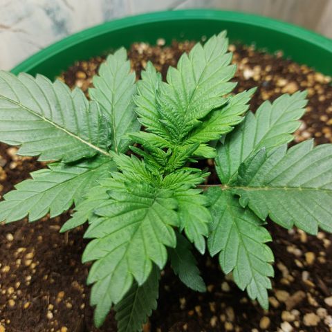 Sasha growlog photo: Ahy va la niña. Formó mejor tallo, pero yo aún la veo pequeña.