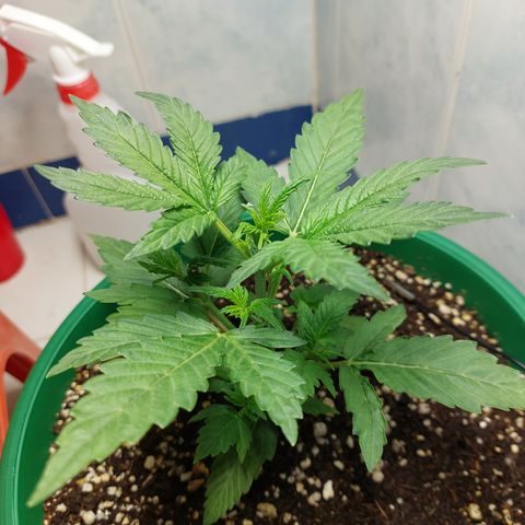 Victoria growlog timeline photo