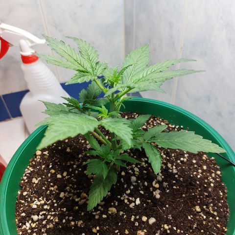 Victoria growlog timeline photo