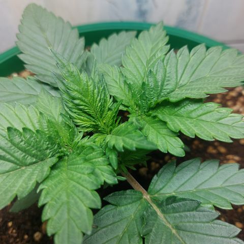 Sasha growlog photo: Vegetando. Bonita pero pequeña.