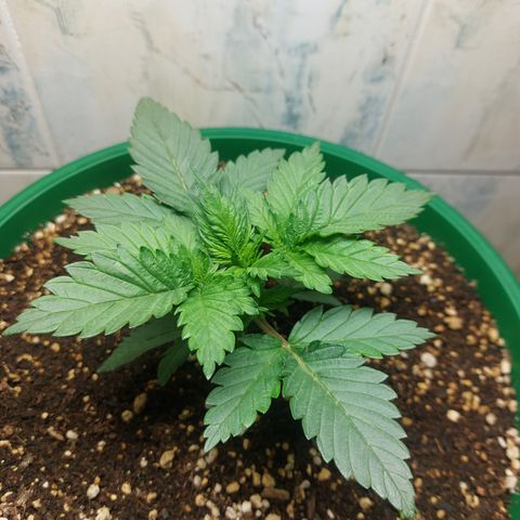 Sasha growlog photo: Vegetando. Bonita pero pequeña.