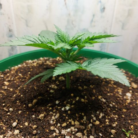 Sasha growlog photo: Vegetando. Bonita pero pequeña.