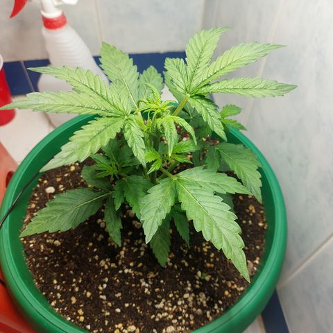 Victoria growlog photo: Esta niña amanecio hoy más grande. Además contenta.