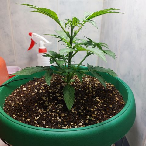 Victoria growlog photo: Esta niña amanecio hoy más grande. Además contenta.