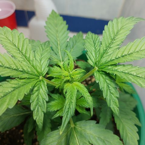 Victoria growlog photo: Esta niña amanecio hoy más grande. Además contenta.