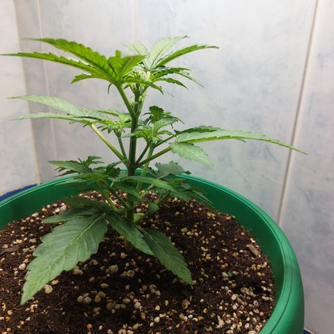 Victoria growlog photo: Esta niña amanecio hoy más grande. Además contenta.