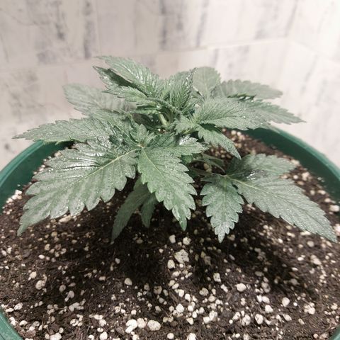 Sasha growlog photo: La luz HPS no me deja tomar fotos con los colores propios. Pero si tiene buen color. Solo que no crece mucho. Vegeta bastante pero no crece.