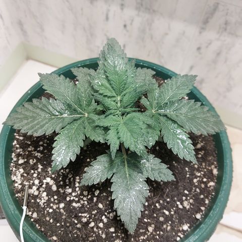Sasha growlog photo: La luz HPS no me deja tomar fotos con los colores propios. Pero si tiene buen color. Solo que no crece mucho. Vegeta bastante pero no crece.