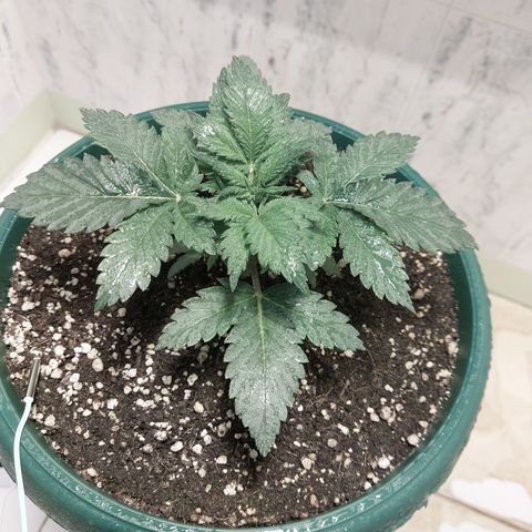 Sasha growlog photo: La luz HPS no me deja tomar fotos con los colores propios. Pero si tiene buen color. Solo que no crece mucho. Vegeta bastante pero no crece.