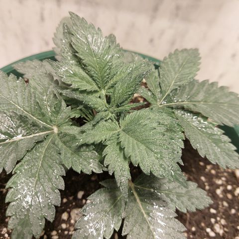 Sasha growlog photo: La luz HPS no me deja tomar fotos con los colores propios. Pero si tiene buen color. Solo que no crece mucho. Vegeta bastante pero no crece.