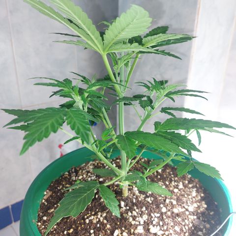 Victoria growlog timeline photo