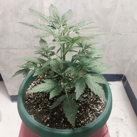 Victoria growlog timeline photo