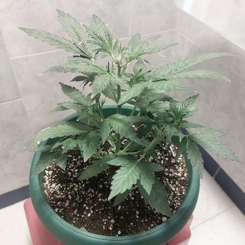 Victoria growlog timeline photo