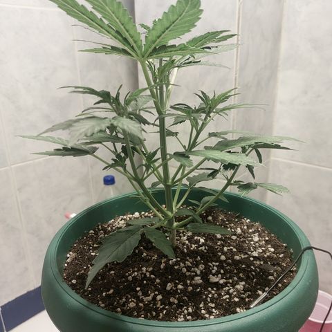 Victoria growlog timeline photo