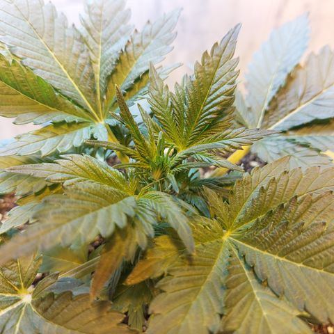 Sasha growlog photo: La luz HPS no me deja tomar fotos bonitas. Pronto cambiaré de lámpara a una LED para evitar muchos problemas.