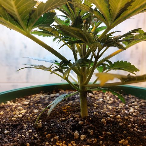 Sasha growlog photo: La luz HPS no me deja tomar fotos bonitas. Pronto cambiaré de lámpara a una LED para evitar muchos problemas.