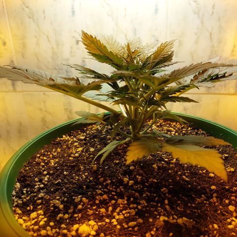 Sasha growlog photo: La luz HPS no me deja tomar fotos bonitas. Pronto cambiaré de lámpara a una LED para evitar muchos problemas.