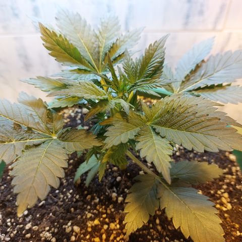 Sasha growlog photo: La luz HPS no me deja tomar fotos bonitas. Pronto cambiaré de lámpara a una LED para evitar muchos problemas.