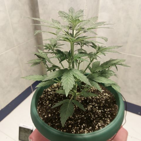 Victoria growlog timeline photo