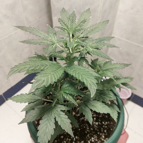 Victoria growlog timeline photo
