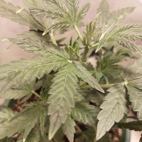 Victoria growlog timeline photo