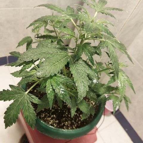 Victoria growlog timeline photo