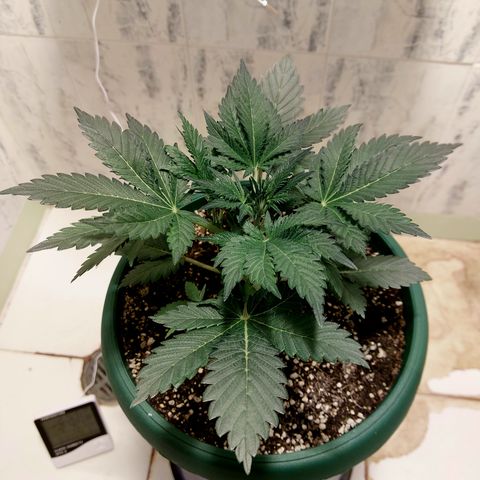 Sasha growlog timeline photo