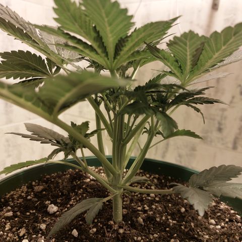Sasha growlog timeline photo