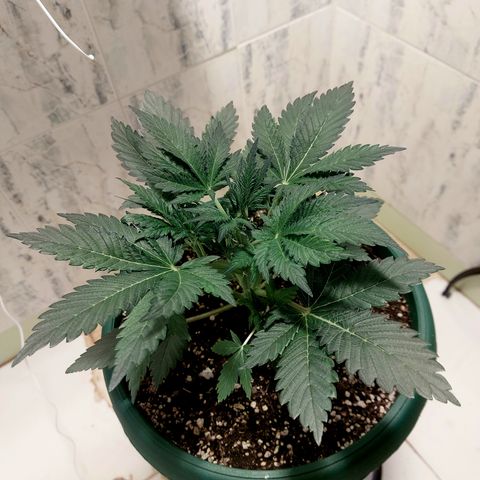 Sasha growlog timeline photo