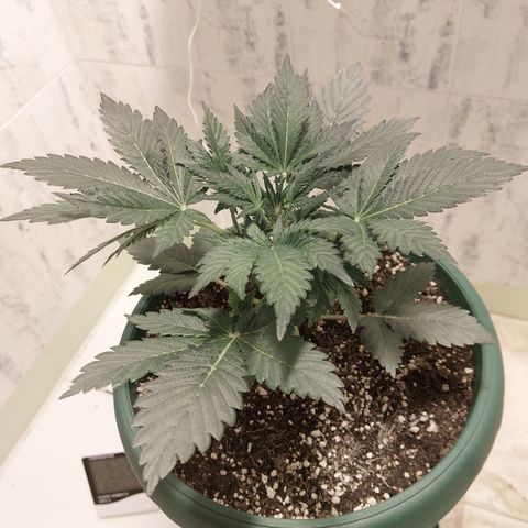 Sasha growlog timeline photo