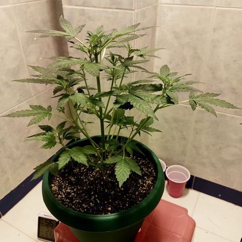 Victoria growlog timeline photo