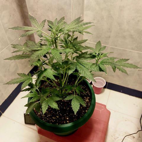 Victoria growlog timeline photo