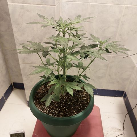 Victoria growlog timeline photo