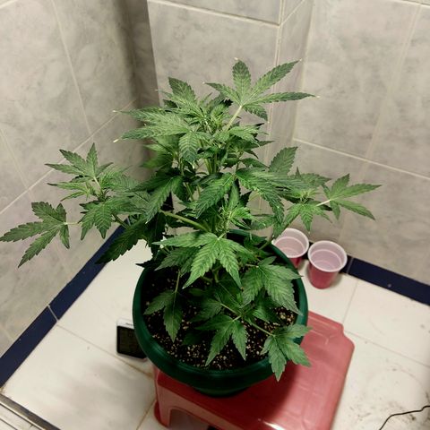 Victoria growlog timeline photo