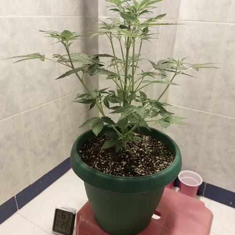 Victoria growlog timeline photo
