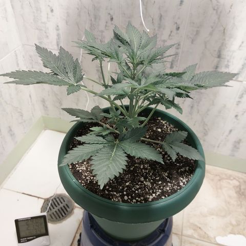 Sasha growlog timeline photo