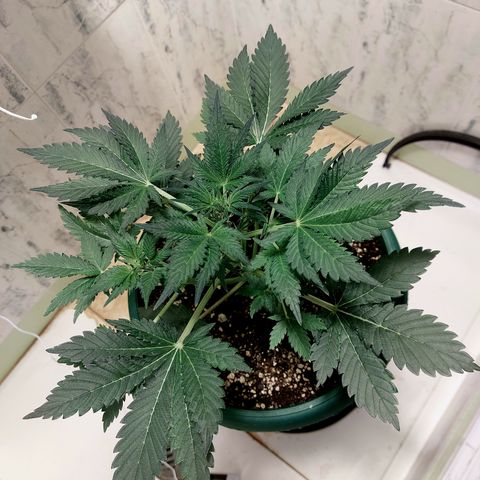 Sasha growlog timeline photo