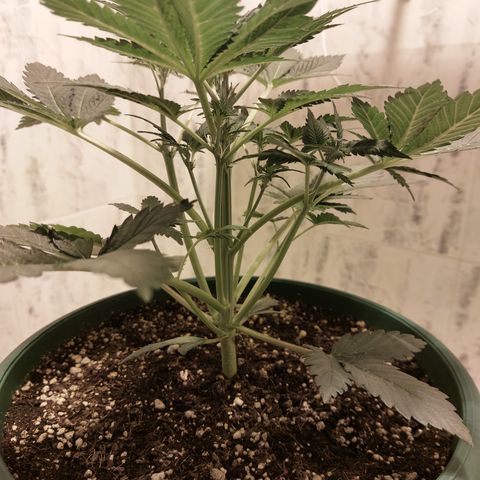 Sasha growlog timeline photo