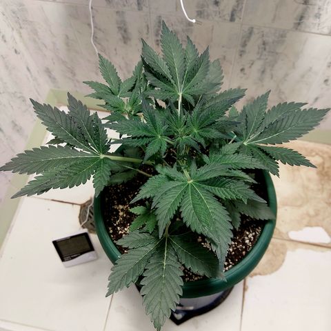Sasha growlog timeline photo