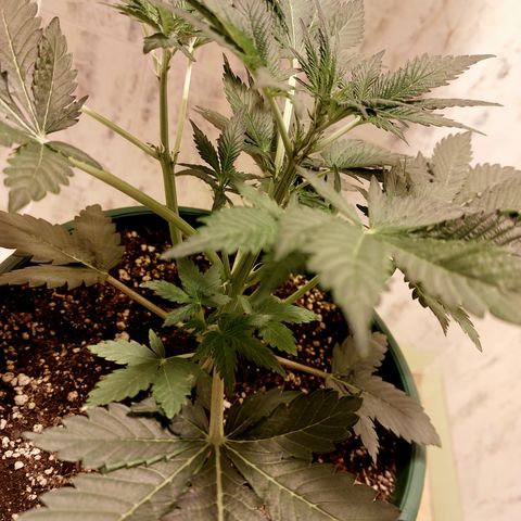 Sasha growlog timeline photo