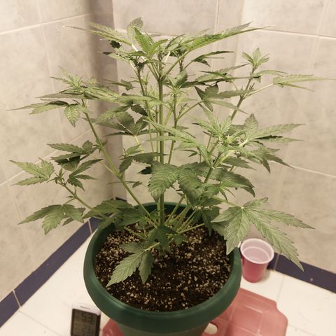 Victoria growlog photo: Hermosa :) 