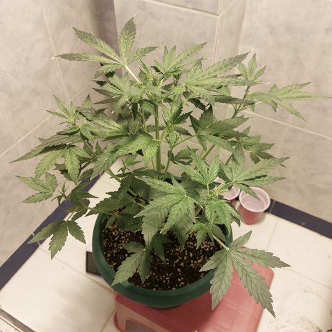 Victoria growlog photo: Hermosa :) 