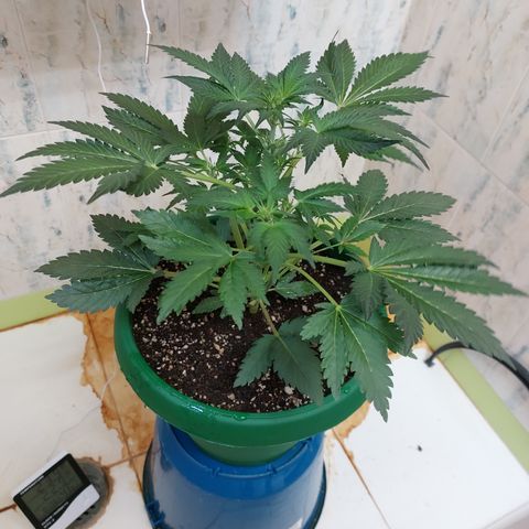 Sasha growlog photo: Regando con 900ml de agua. El sustrato aguanta 3 días húmedo y la planta contenta.