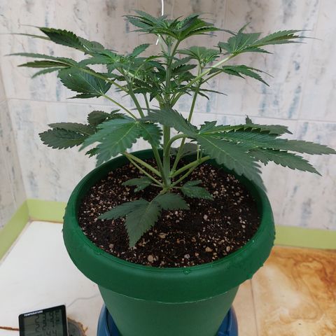 Sasha growlog photo: Regando con 900ml de agua. El sustrato aguanta 3 días húmedo y la planta contenta.