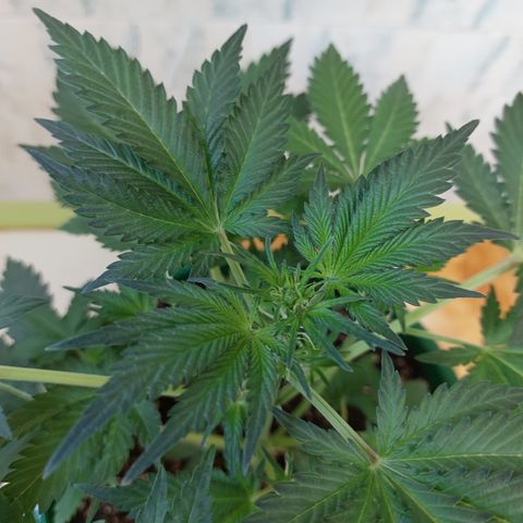 Sasha growlog photo: Regando con 900ml de agua. El sustrato aguanta 3 días húmedo y la planta contenta.