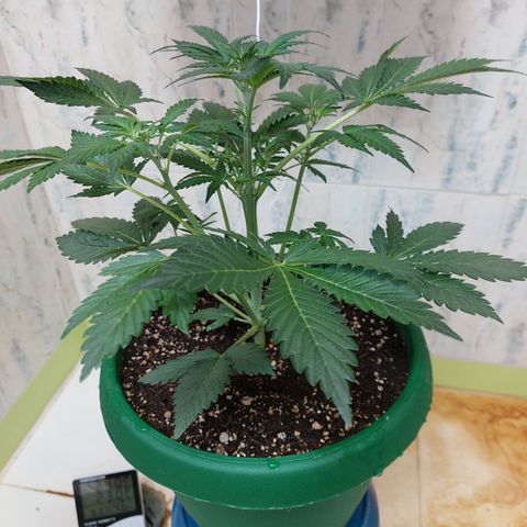 Sasha growlog photo: Regando con 900ml de agua. El sustrato aguanta 3 días húmedo y la planta contenta.
